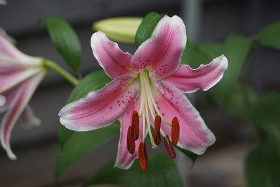 Close-up of pink flower