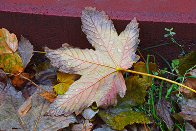 Close-up of maple leaves