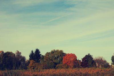 Trees on field against cloudy sky