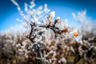 Close-up of frozen plant against sky