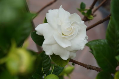 Close-up of white rose