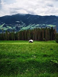 Scenic view of green landscape against sky