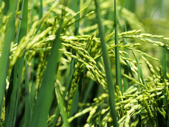 Full frame shot of fresh green plants