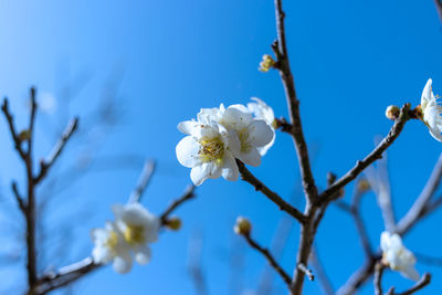 Low angle view of white cherry blossom