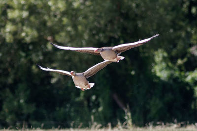 Bird flying over a blurred background