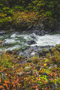 Scenic view of waterfall in forest