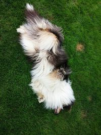 Dog walking on grassy field