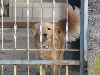 Portrait of dog looking through metal