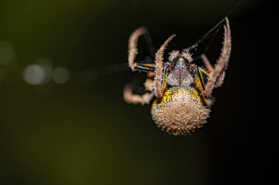 Close-up of spider on web against black background