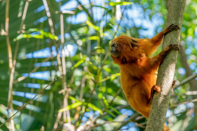 Low angle view of monkey on tree