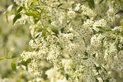 Close-up of white flowering plants