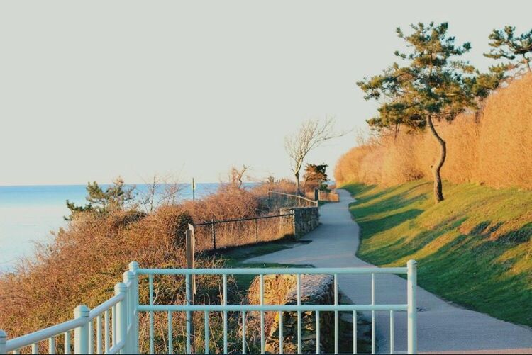 tree, railing, nature, water, day, outdoors, clear sky, autumn, scenics, one person, real people, sky, beauty in nature, mammal, people