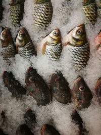 Close-up of fish on ice for sale in market