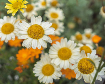 Close-up of white daisy flowers