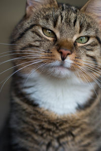 Close-up portrait of a cat