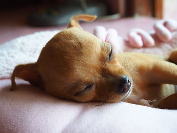 Close-up of a dog sleeping on bed