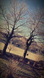 Bare tree on landscape against sky