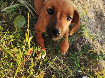 Portrait of dog on field