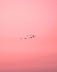 Low angle view of birds flying in sky