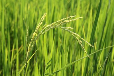 Close-up of wheat growing on field