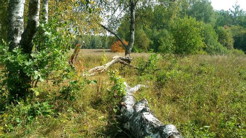 Plants growing on land in forest