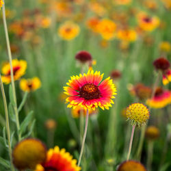 Close-up of yellow flowering plants on field