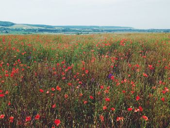 Flowers growing in field