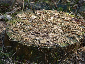 Close-up of plants on field