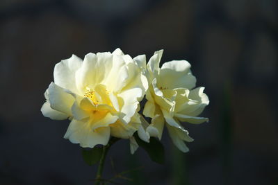 Close-up of flower against blurred background