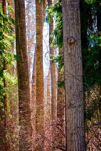 Pine trees in forest