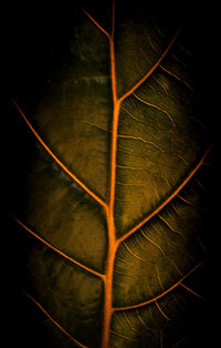 Full frame shot of leaf against black background