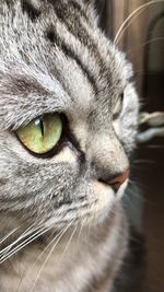 Close-up of cat looking away