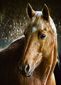 Close-up of horse at stable