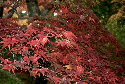 Close-up of red maple leaves on tree