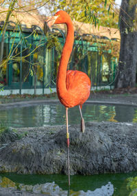 Bird on a lake