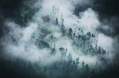 High angle view of trees on mountains in foggy weather