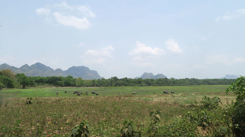 Scenic view of field against sky