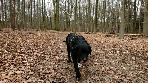 Dog in forest