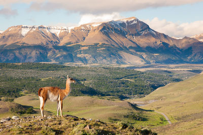 Horse standing in a farm