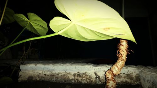 Close-up of butterfly on plant at night