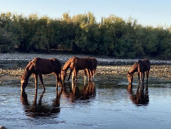 Horses in a lake