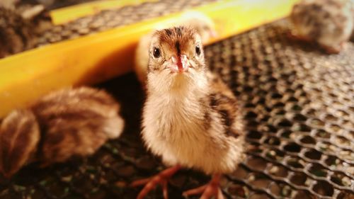 Close-up portrait of young bird