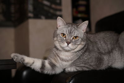 Close-up portrait of british shorthair cat 