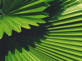 Full frame shot of palm leaves