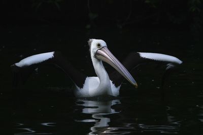 Close-up of pelican