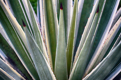 Close-up of cactus plant