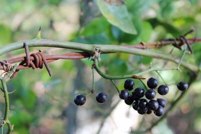 Close-up of fresh green plant