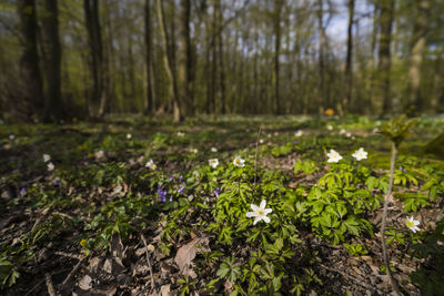 View of flowering plants growing on field
