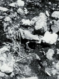 High angle view of turtle in water