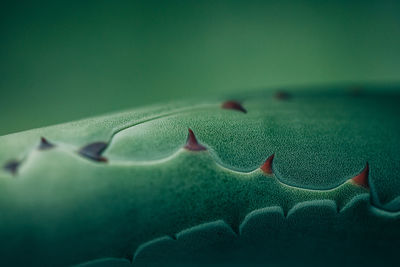 Close-up of lizard on leaf over sea